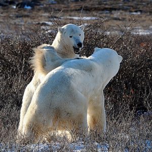 polar bears sparring