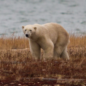 A polar bear on the tundra near Hudson Bay in Churchill, Manitoba