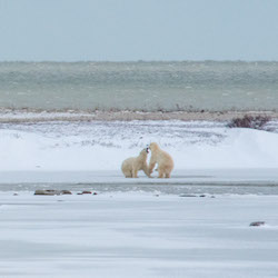 polar bears sparring on the ice