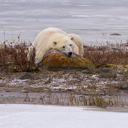 polar bear laying down