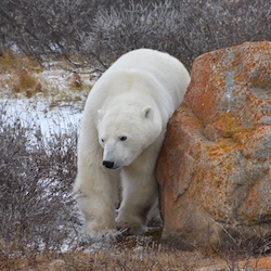 Polar bear leans against a rock in Churchill, Canada