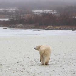 polar bear in the snow