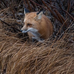 red fox in Churchill, Canada