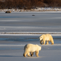 two polar bears on the snow