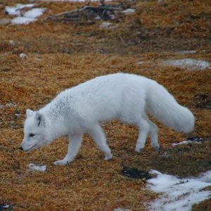 Arctic fox