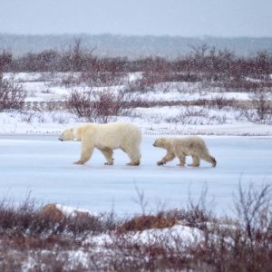 mother polar bear and cub on the tundra