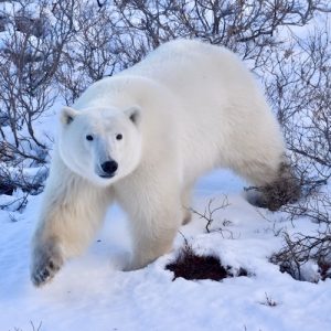 polar bear close up