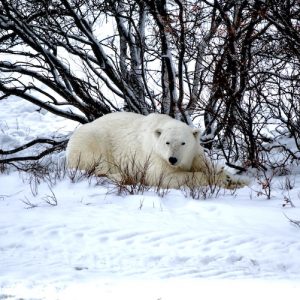 polar bear in the willows