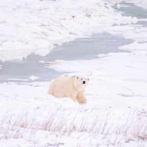 polar bear near the ice