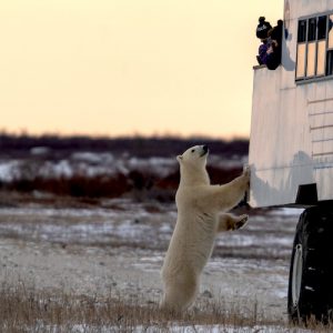 polar bear on rover