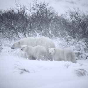 polar bear sow and cubs
