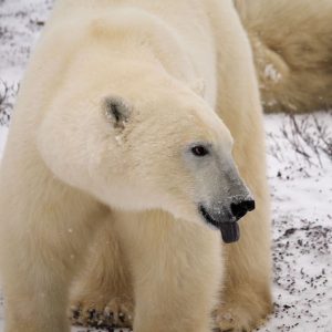 polar bear with tongue out