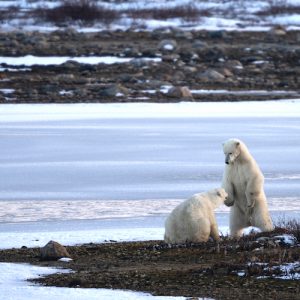 polar bears sparring in the snow