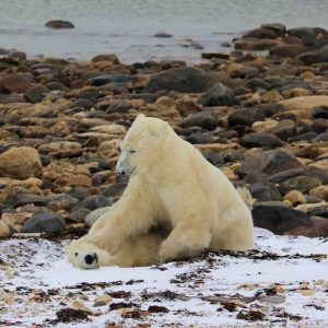 polar bears wrestling