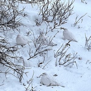 ptarmigan in the snow