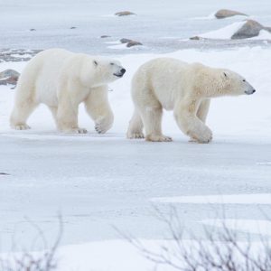 two polar bears on the ice