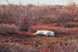Autumn polar bear in Churchill, Canada, photographed by Court Whelan