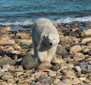 Polar Bear walking along the shoreline in Churchill, Canada, by Court Whelan