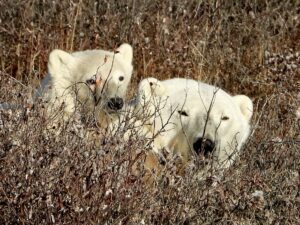 Polar bear mother and cub in Churchill Manitoba Canada by Megan Bourke