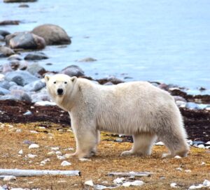 Polar bear on the Churchill Canada shoreline by Alycia Drwencke
