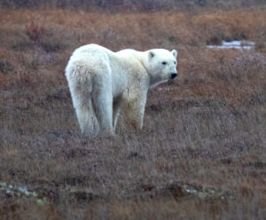 Polar bear on the tundra in Churchill Manitoba by Marlo Shaw