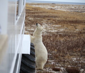Polar bear paws on Polar Rover in Churchill, Manitoba, Canada,by Sarah MG.jpg