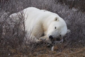 Polar bear sleeping in willows Churchill Manitoba by Anthony Amsel
