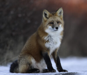 Red fox on the tundra in Churchill Canada by Brad Josephs