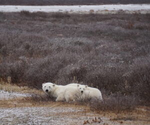 Sow polar bear with cub of the year in Churchill Manitoba by Leah Pengelly