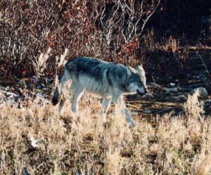 Wolf in Churchill, Canada