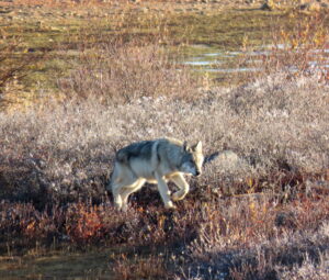 Wolf on the tundra in Churchill Manitoba by Kathie Clark