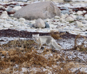 Arctic Fox in Churchill Manitoba Canada by Fiona Galbraith