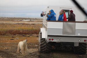 Polar bear approaches a Polar Rover in Churchill, Manitoba, Canada