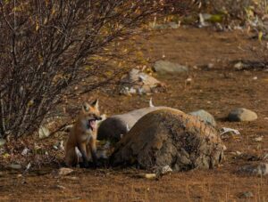 Red fox yawning in Churchill, Manitoba, by Carl Peterson