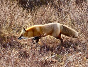 Red fox by Judy Horner