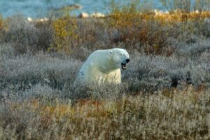 Yawning polar bear by Carl Peterson