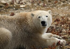 polar bear in Churchill, Manitoba, Canada