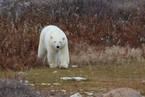 polar bear by Remi van Compernolle