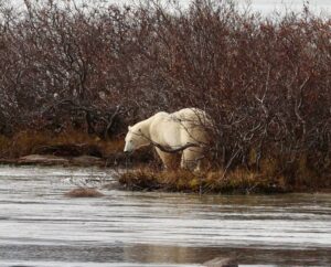 polar bear in willows by Pati Milligan