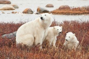 polar bear mother and cubs by Colby J Brokvist