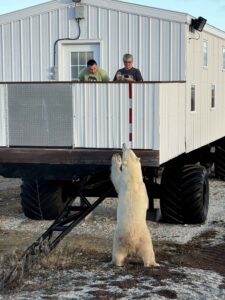 polar bear on Tundra Lodge by Stephanie Walton