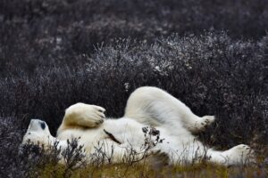 polar bear rolling in the willows by Julia Wilkie