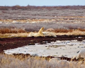 polar bear wave by Katrina Rosen