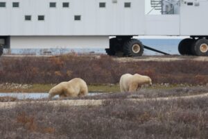 polar bears at Tundra Lodge by Remi van Compernolle