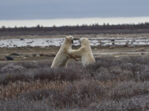 sparring polar bears in Churchill, Manitoba