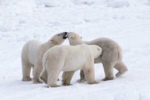 three polar bears in the snow in Churchill, Manitoba, Canada