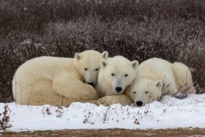 three polar bears snuggle in the show by Shawn Ridgway