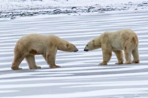 two polar bears in the snow by Shawn Ridgway