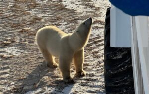 polar bear looking up at Polar Rover by Brian Lee