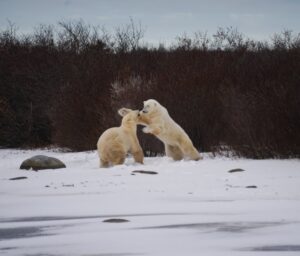 sparring polar bears by William Dice